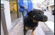 Chiens dangereux : trop d'accidents